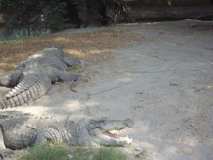 Mugger Crocodiles at the Delhi zoo.