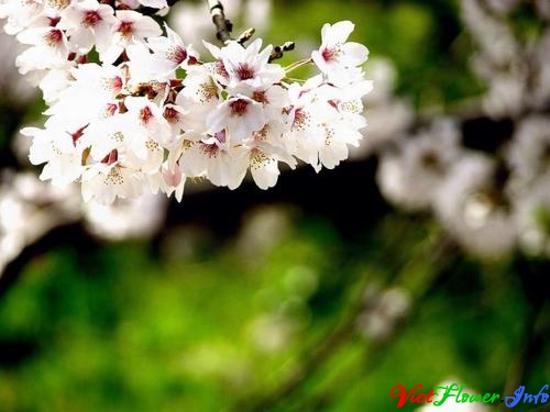 Ý nghĩa hoa Anh đào (sakura)