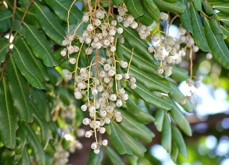 A photo, A thought............ Plant Carrotwood tree and its parts......