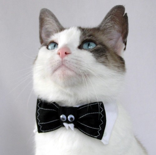 cats with ties, cats wear ties, cats in ties, cats wearing ties, tie-wearing cats, cute cat pictures