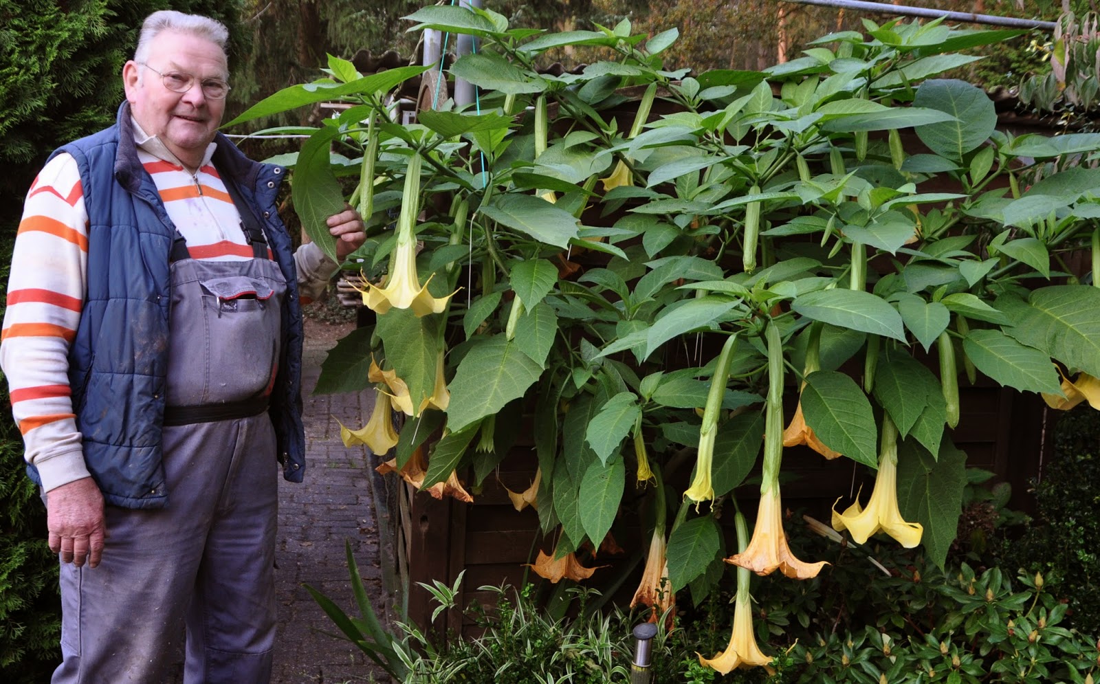 Elte Über 200 Blüten am Trompetenbaum von Helga und Günter Keuter!