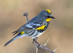 Aububon's Warbler