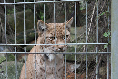 Newquay Zoo