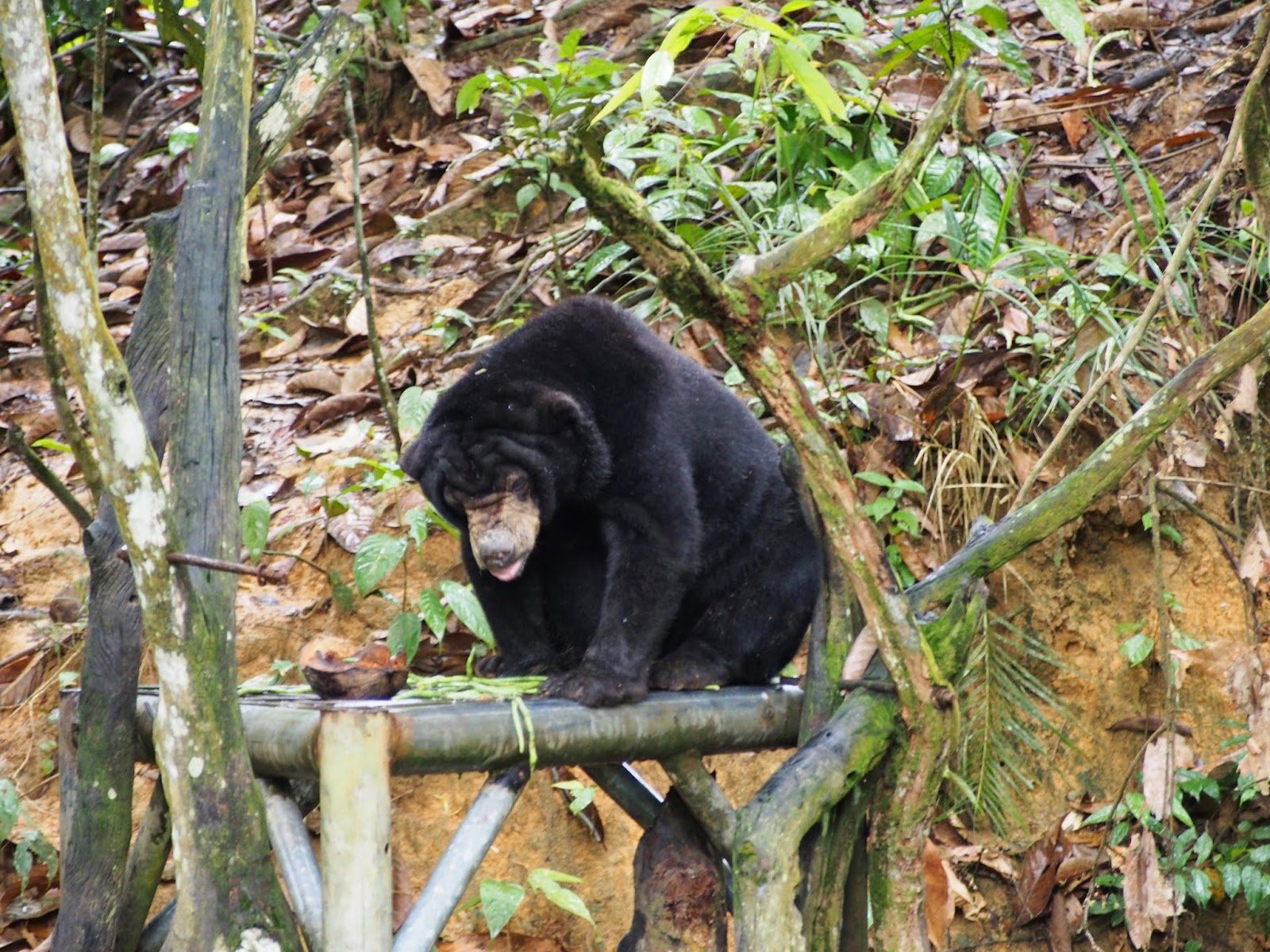 Harga Masuk Tempat Wisata Beruang Balikpapan