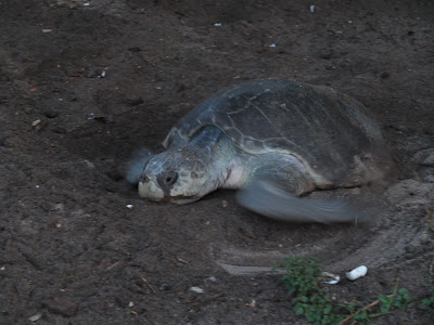 Sea turtle egg laying