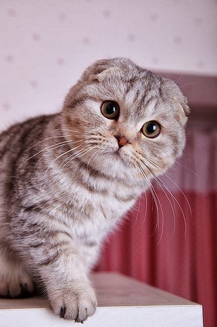 Scottish Fold Cat Temperament Personality And Grooming Annie Many
