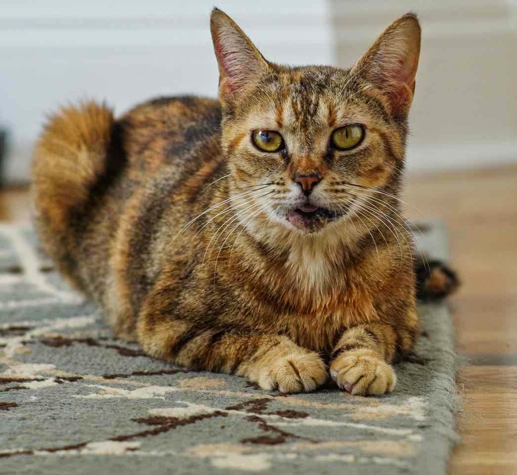 Remove All How to remove pet poop stains