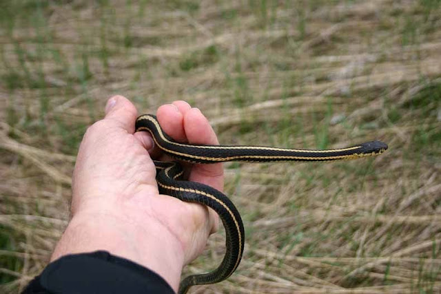 serpiente de jarretera de flancos rojos - pozos Snake Narcisse en Manitoba, Canadá