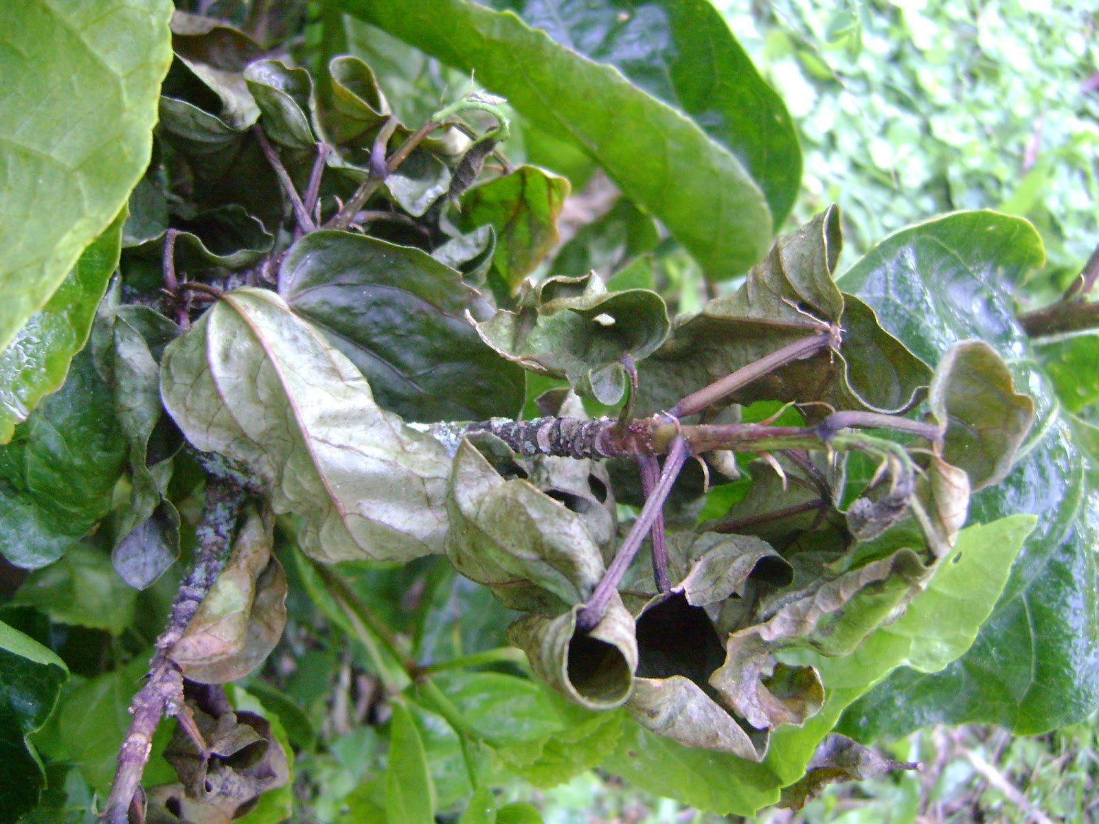 Borer Disease on Hibiscus The Orchid Angel