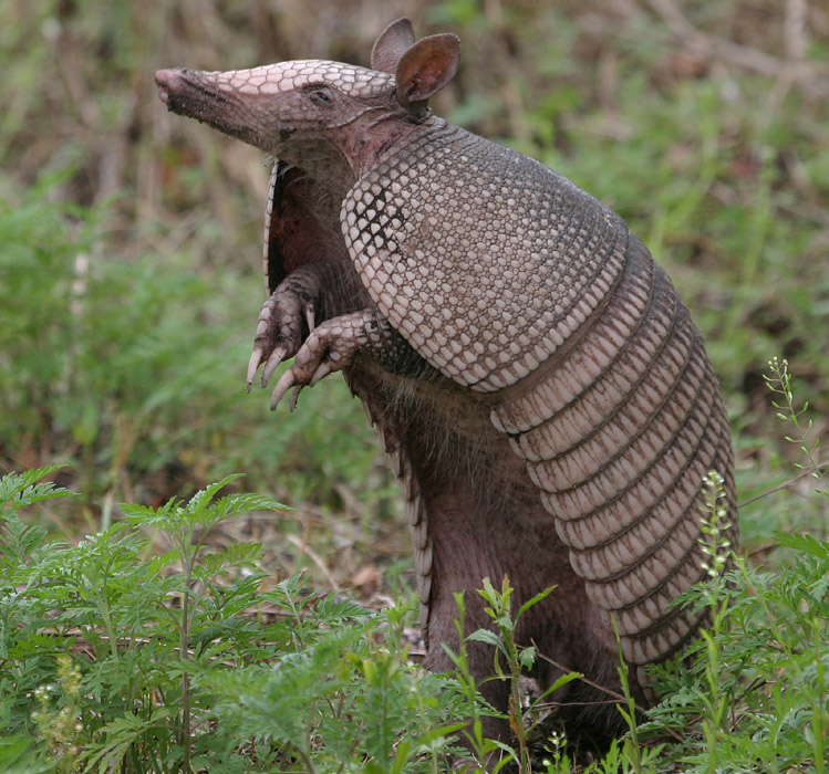 And I Think to MyselfWhat A Wonderful World.: Creature Feature:  Nine-Banded Armadillo.