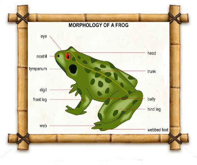 Science General Zoology Classification of the Frog