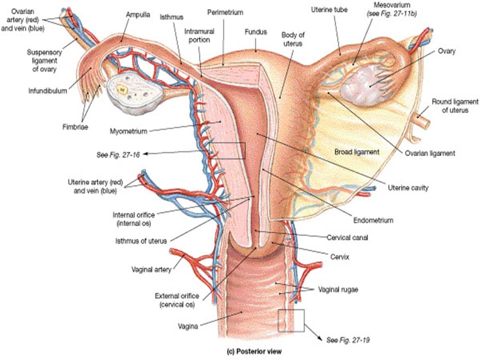 proses terjadinya menstruasi