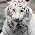 Λευκή τίγρης Αλμπίνος