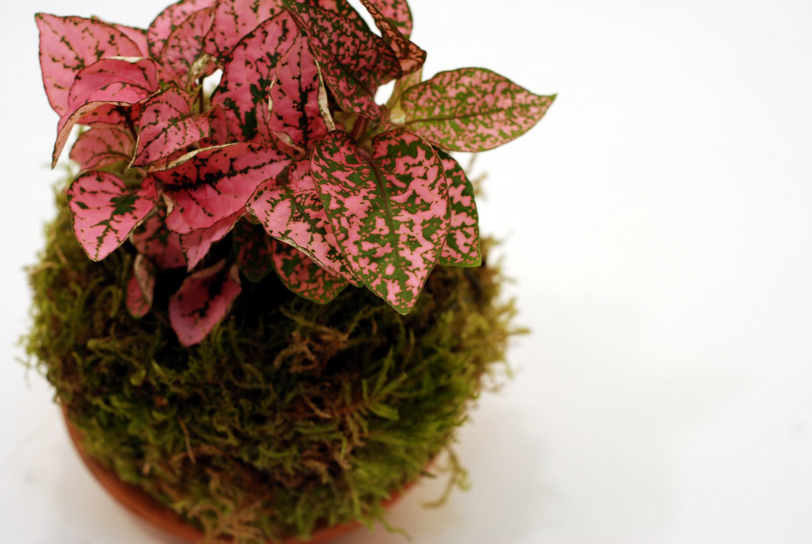 the Garden of Leah Moss Ball Planters