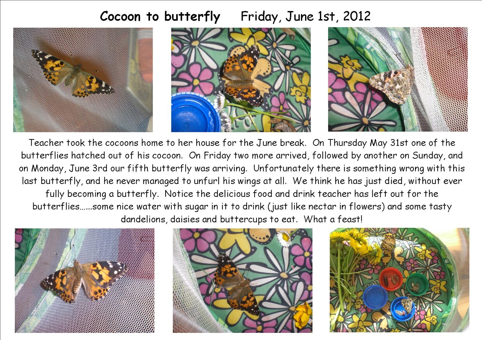 From Caterpillar to Butterfly Cocoon to butterfly
