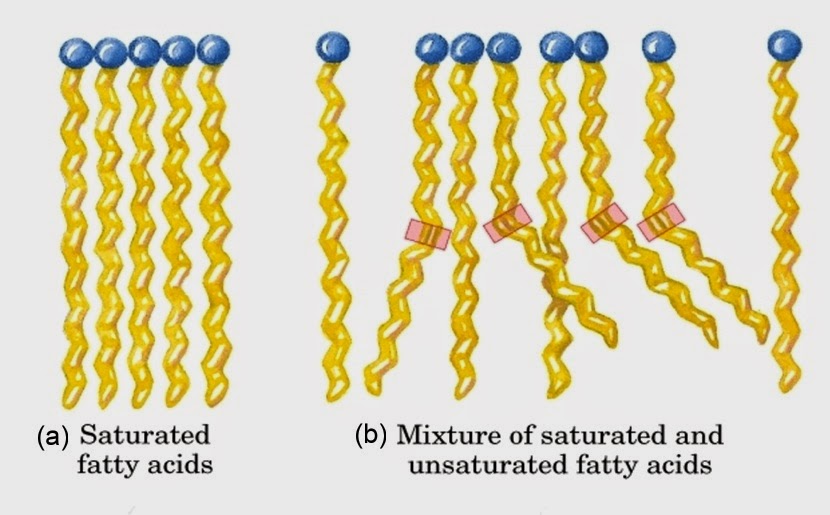Medicine Newbie Revision Lipid Metabolism 1 July 2014