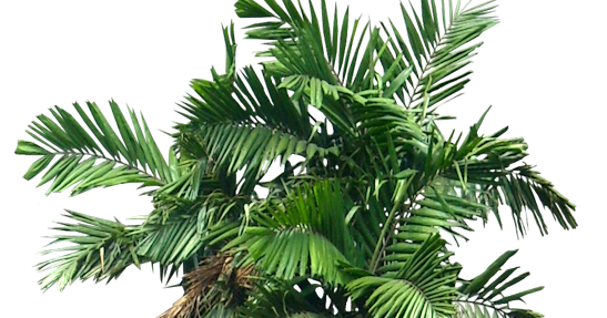 Tropical Plant Pictures: Ptychosperma macarthurii