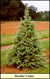 rain in lafayette christmas on a bayou a cajun nutcracker louisiana christmas tree farm