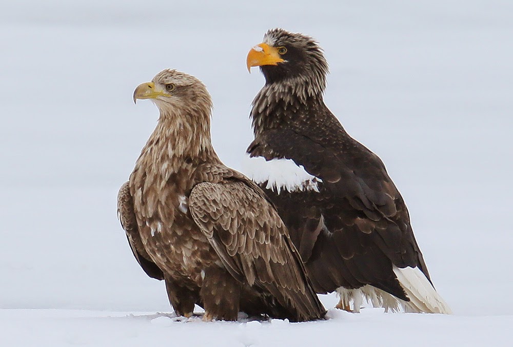 Yamasemi Web Blog オオワシとオジロワシは意外に仲が良い Steller S Sea Eagle And White Tailed Sea Eagle Is Good Unexpectedly Relationship