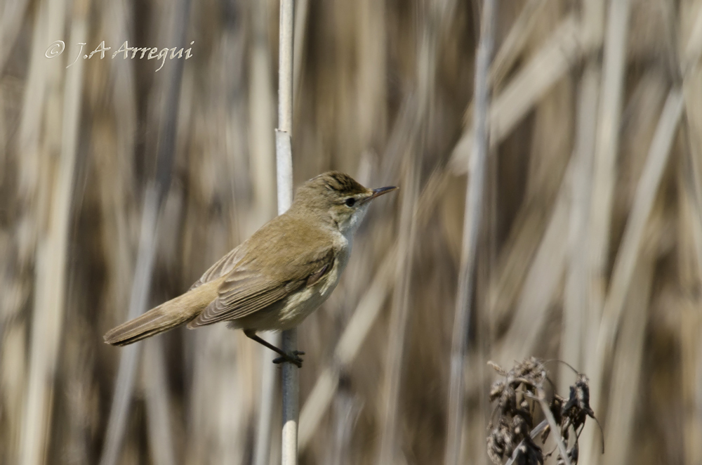 Carricero común, Acrocephalus scirpaceus, Reed Warbler Carricero común, Acrocephalus scirpaceus, Reed Warbler
