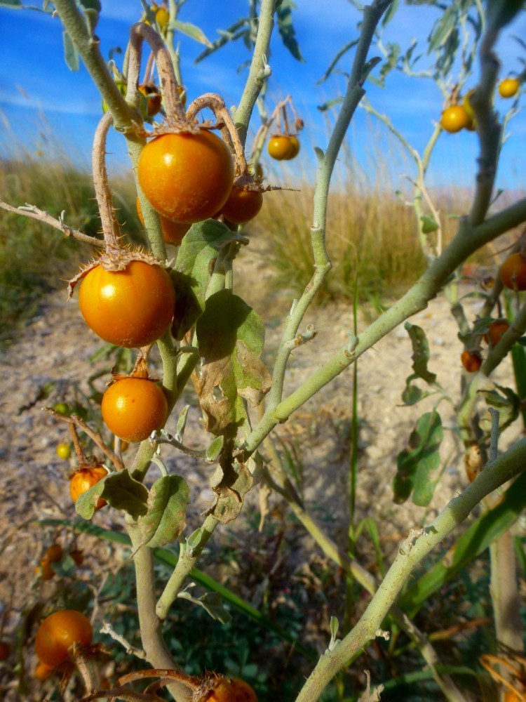 The Field Lab solanum elaeagnifolium