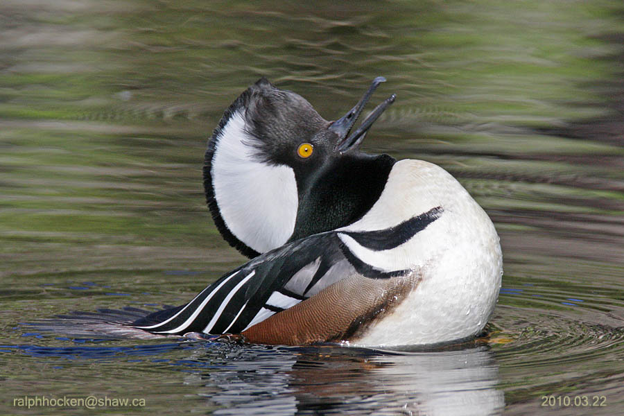 The Backyard Wildbird and Nature Store Nanaimo bird report, March 06, 2011