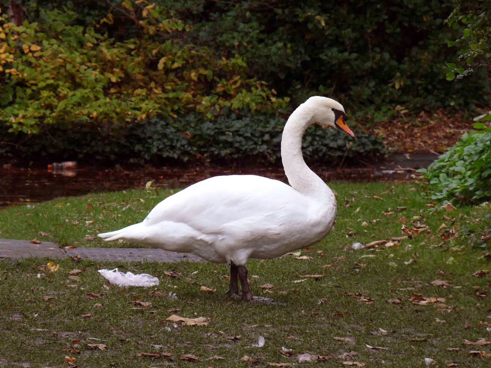 Stephen's green park Stephen's green park