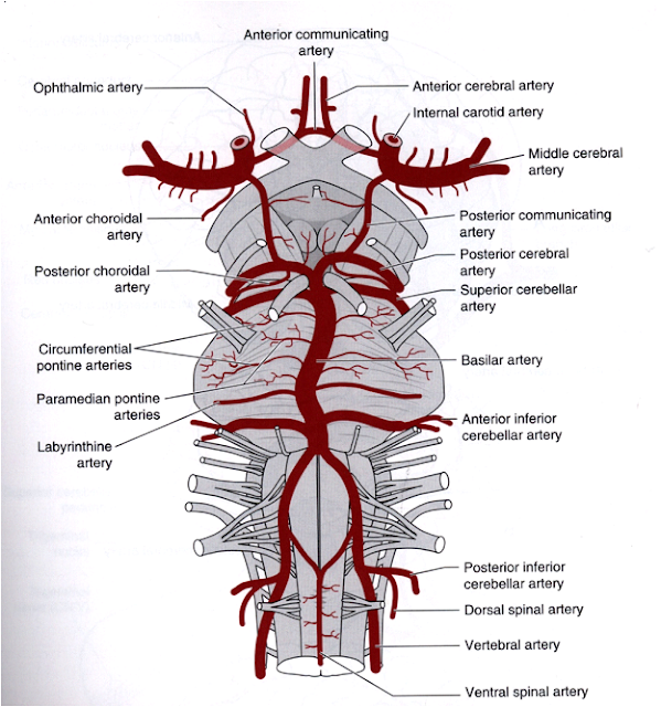 divisions of pica artery divisions of pica artery