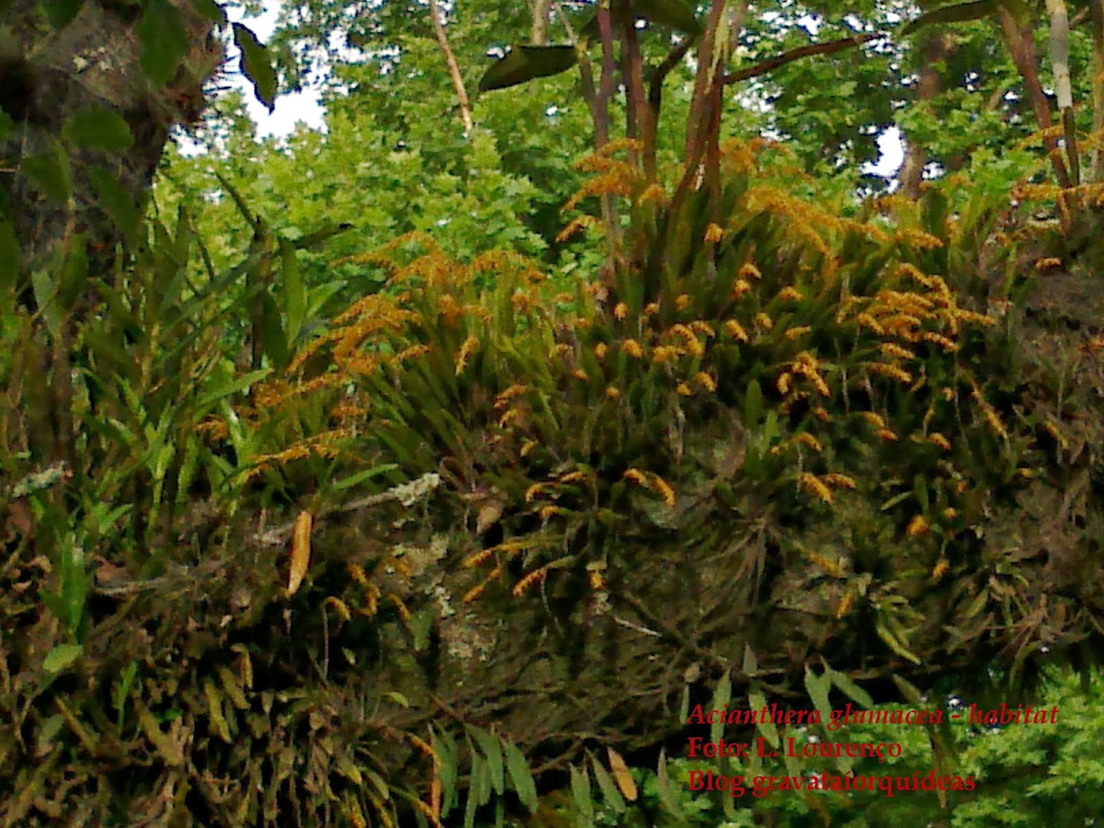 Gravataí Orquídeas Acianthera glumacea no habitat 21/12/2013