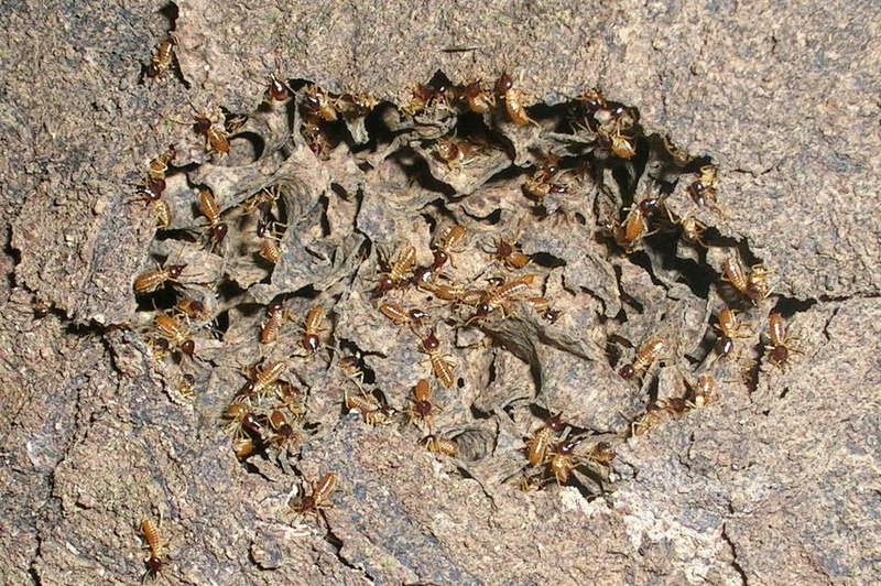 Handy Organic Ant Control for your Home Handy Organic Ant Control for your Home