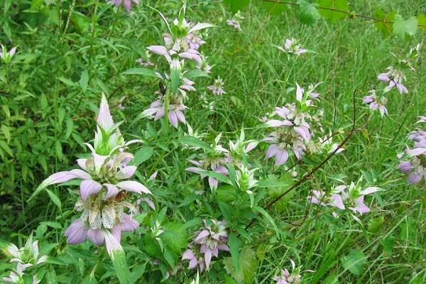 Horsemint as a Mosquito Repellent Plant