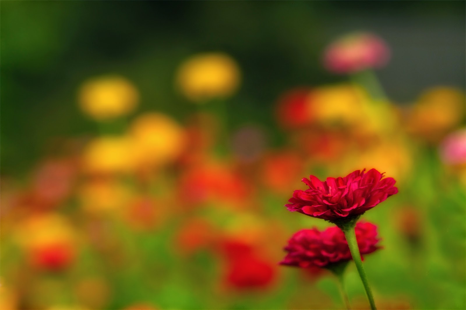 Josh Friedman Photography Pennsylvania S Late Summer Flowers