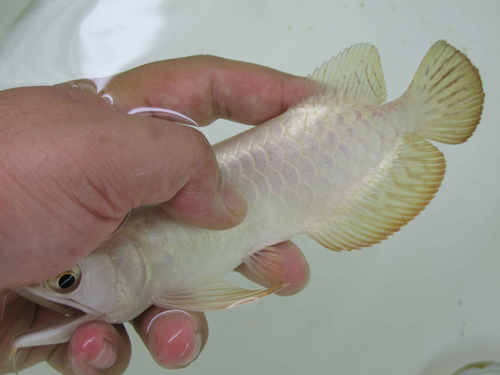 AROWANA HOUSE Tong Yan Arowana