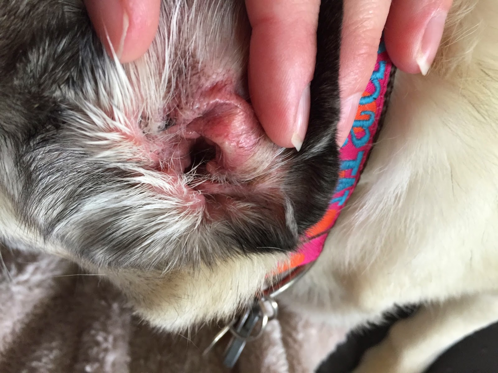 furminator pug pug pug posts pretty pug maintenance tips chewy furminator pug pug pug posts pretty pug maintenance tips chewy