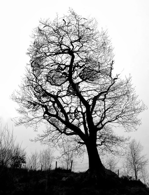 Visão em árvore, objeto, imagem