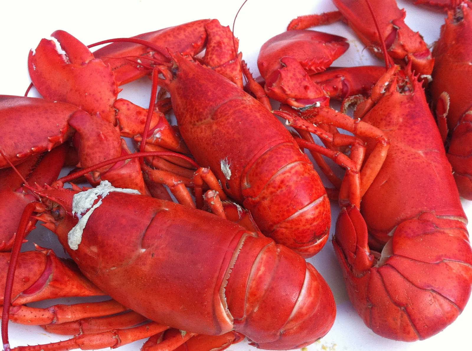 DISHES Three Swans Island Maine Lobsters