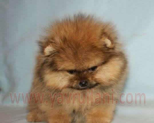 Satilik Pomeranian Boo Yavrulari Kopek Ciftligi Kafe Restoran Kahvalti Satilik Kopek Ilanlari