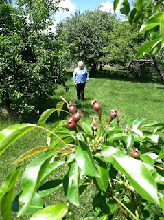 Lee S Orchard Leesorchard Apples May 2013