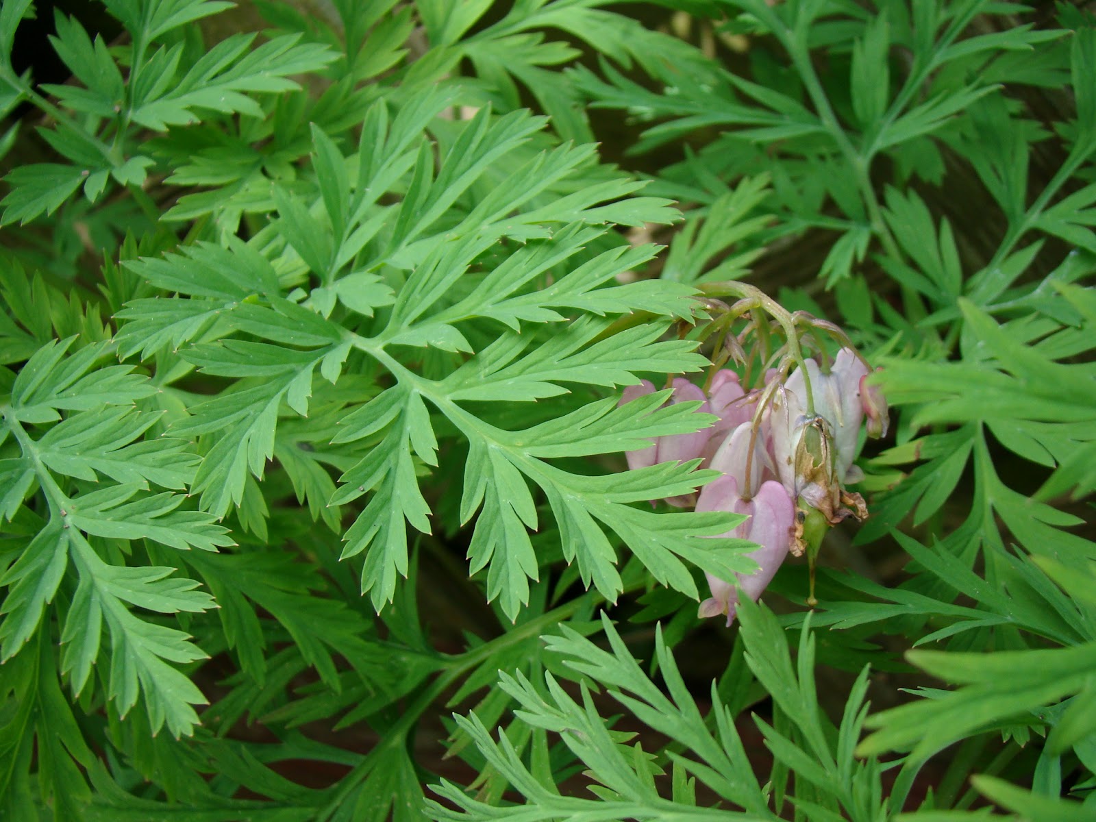 Leaves of Plants June 2012