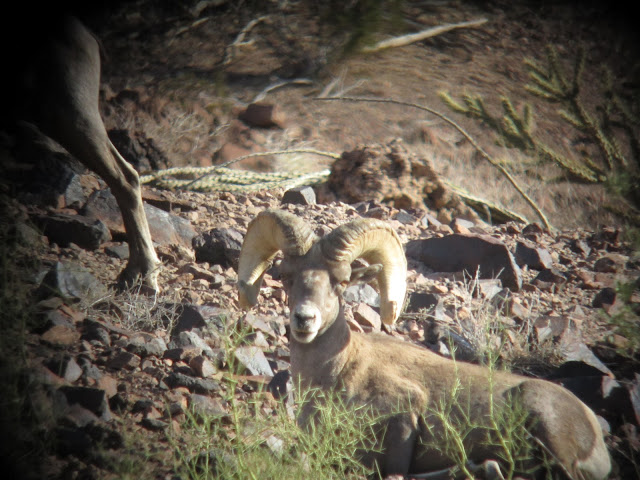 AZ+Desert+Bighorn+Sheep+Scouting+Pics+by+Colburn+and+Scott+Outfitters+10.JPG