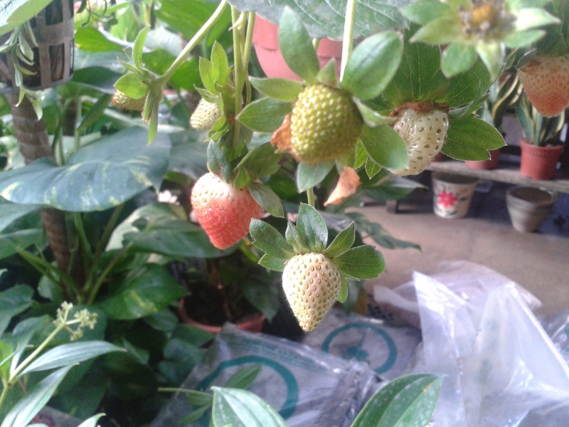 Tony S Blog The Strawberry Tree