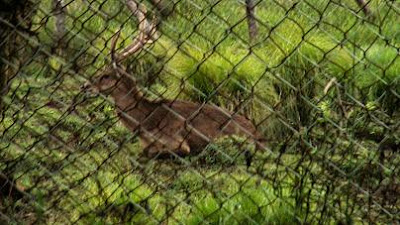 Rusa di Bumi Perkemahan Ranca Upas Bandung Rusa di Bumi Perkemahan Ranca Upas Bandung