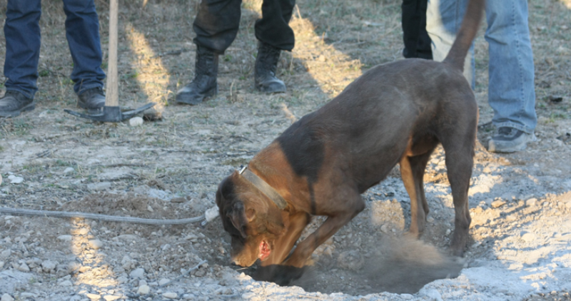 Suman 500 los restos humanos hallados en narcofosas de Coahuila Dog+digging+coa