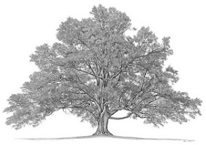 12. ROBERTSON FAMILY TREE