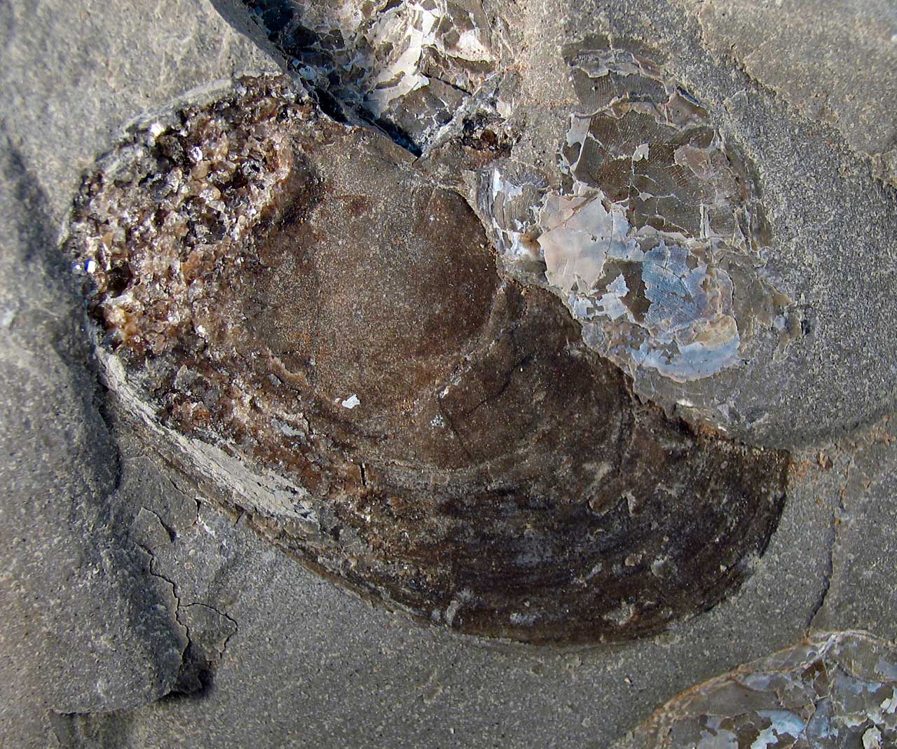 Louisville Fossils and Beyond Carbonaceous Filmed Pelecypod Fossil