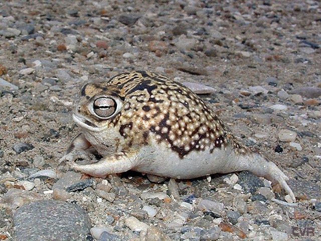 desert rain frog plush