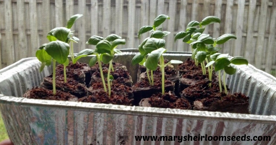harden tomato seedlings harden tomato seedlings