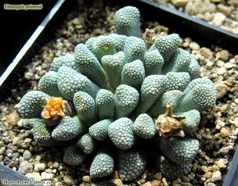 titanopsis+promosii_002.jpg