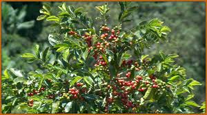 Herbs-Treat and Taste: COFFEE ( COFFEA ARABICA) - HISTORY AND ... Herbs-Treat and Taste: COFFEE ( COFFEA ARABICA) - HISTORY AND ...