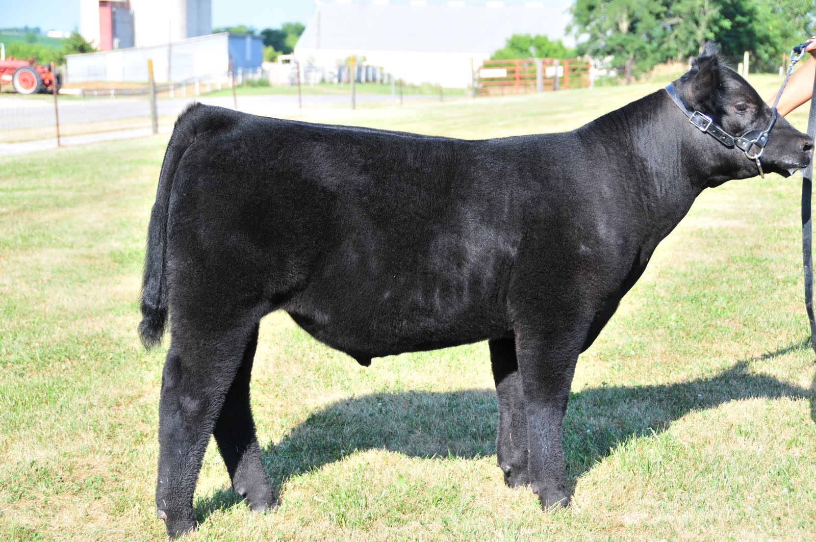 Trausch Farms Kenny Brown Club Calves for Sale